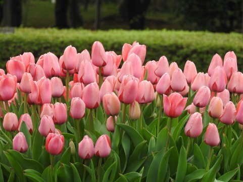 Hey Say Jump Fantastic Time 予約受付中